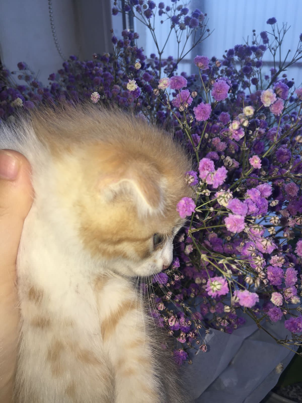 Котята Алмагүл,привок