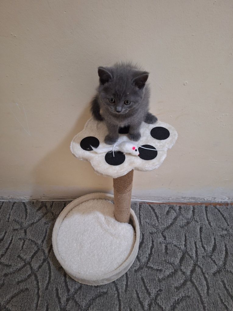 Катерушка за котки