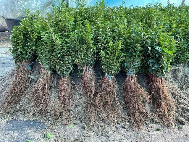 Gard viu minune, creștere rapidă,  ulm de turkestan, carpen, ligustrum