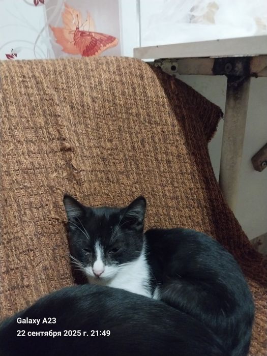 Котята домашние в добрые руки бесплатно