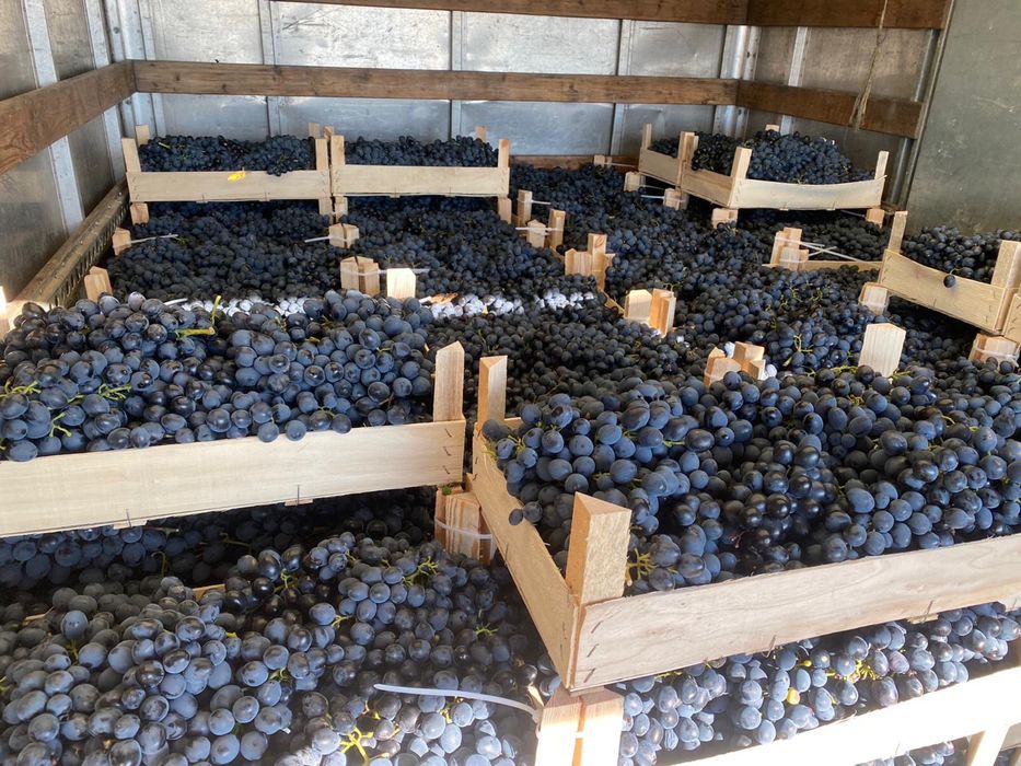 Struguri de masa- Moldova