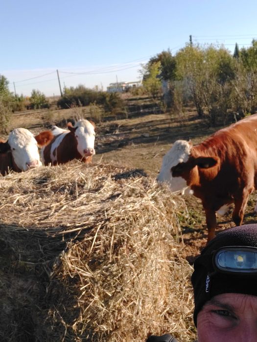 Vand 3 juninci gestante