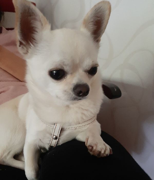Собака породы чихуахуа мини