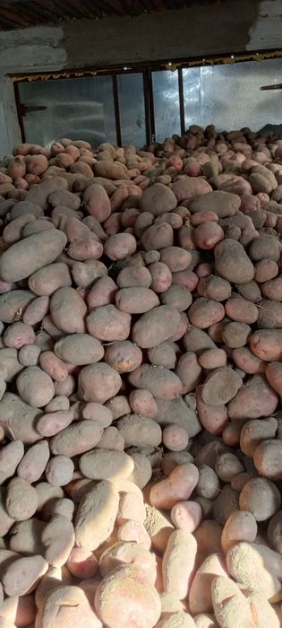 Продам картошку домашняя красная