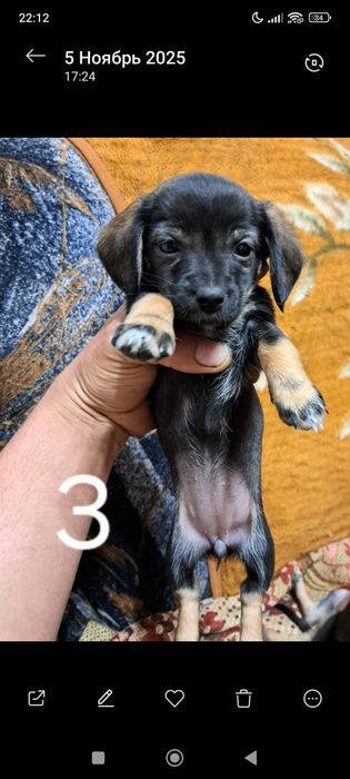 Продам щенка  такса