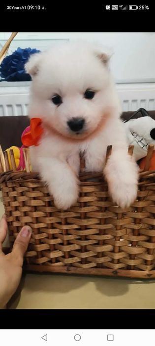 Прекрасни самоедчета.