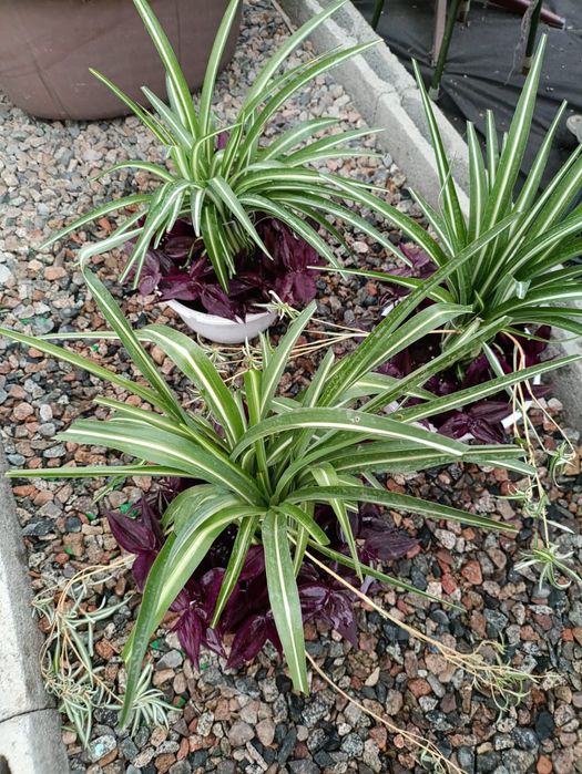 Композиции из разных растений