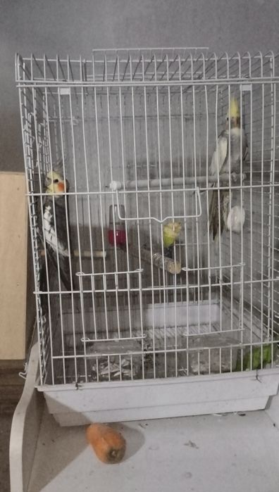 Karella para tayyor sroʻchna sotiladi