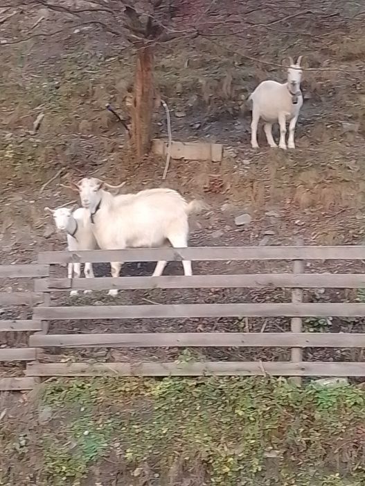 Țap  bun de prăsilă