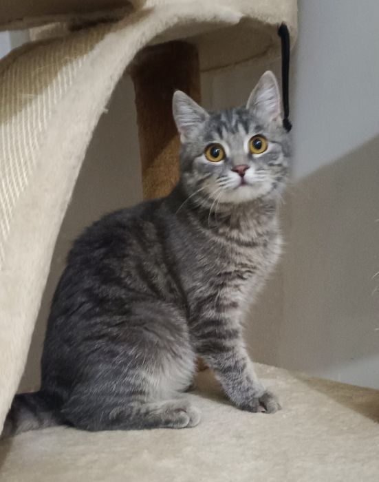 Отдам даром бесплатно стерилизованную кошку