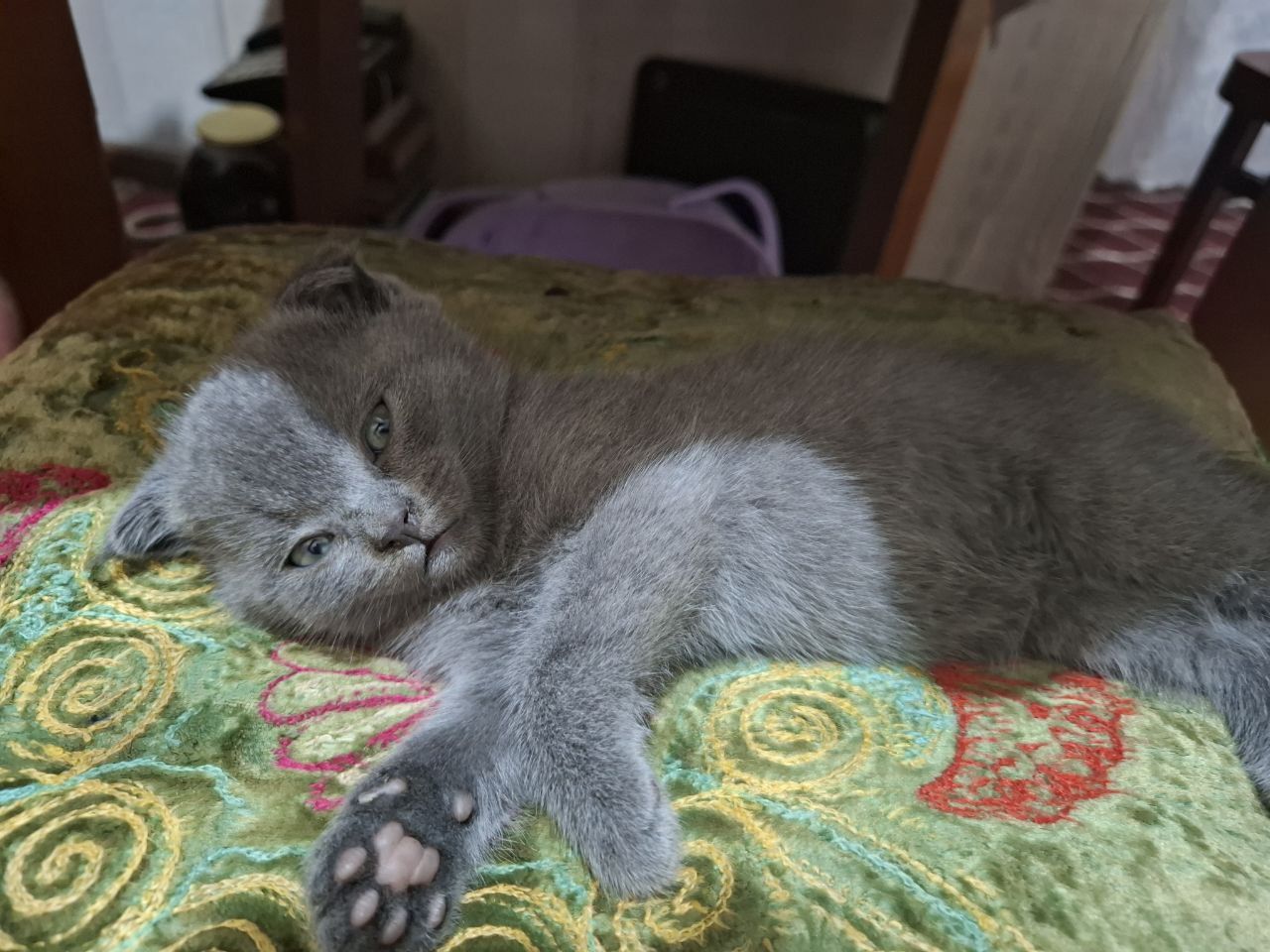 Котёнок продаётся