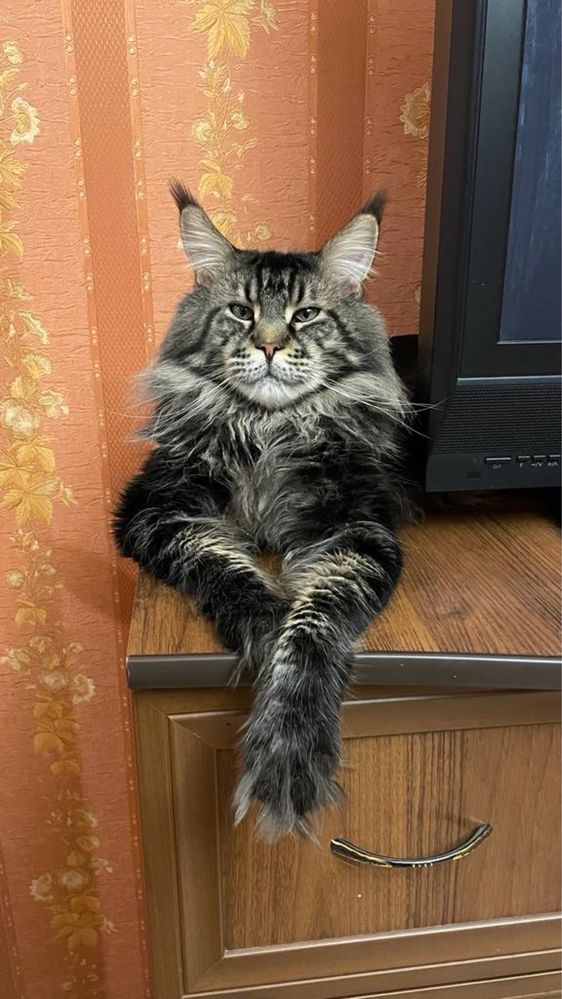 Кот Мейн-кун вязка