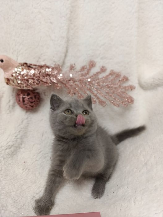 Pui fetiță British Shorthair ORADEA