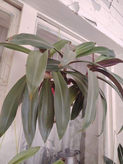 Продам ком цветы