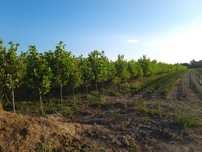 Copaci ornamentali mestecan,tei,platan
