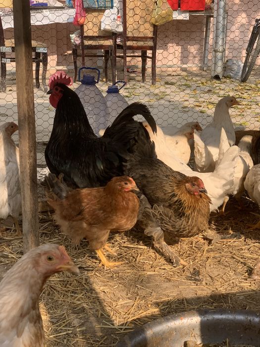 Tovuqla sotiladi tuxum qoyvoti