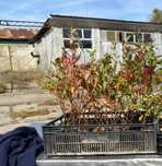 Plante Afin Zmeur Mur