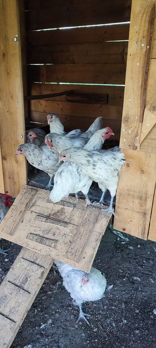 Vand Familie Australorp