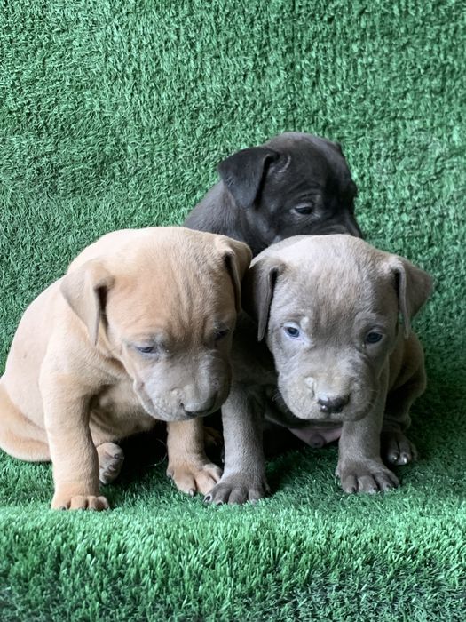 Продается чистокровный щенки питбули один девочка два мальчика