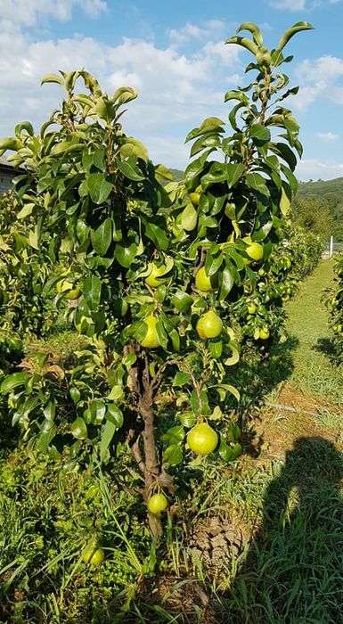 Pomi Fructiferi Columnari (Soiuri De Gutui )