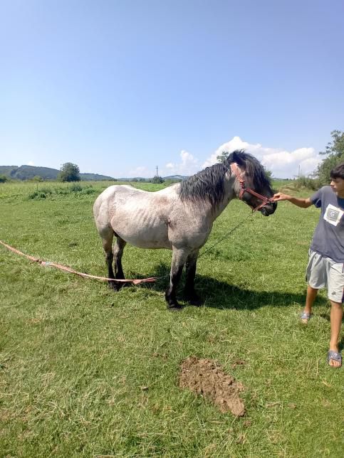 Cal semi greu de vanzare