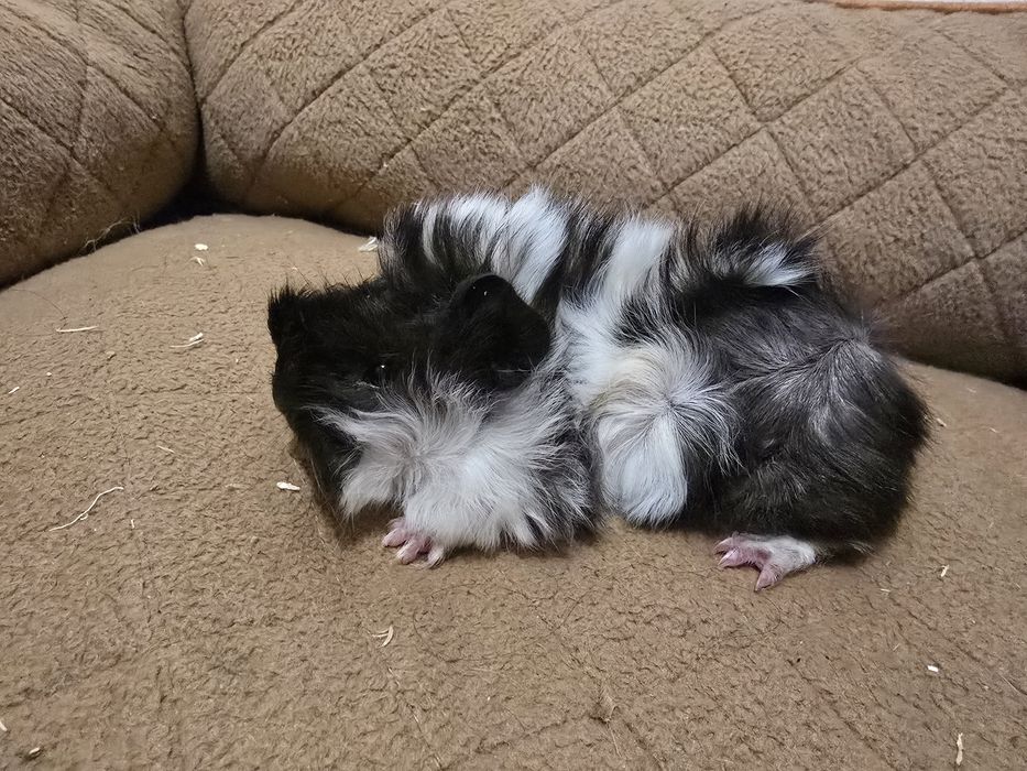 Porcusori de guineea