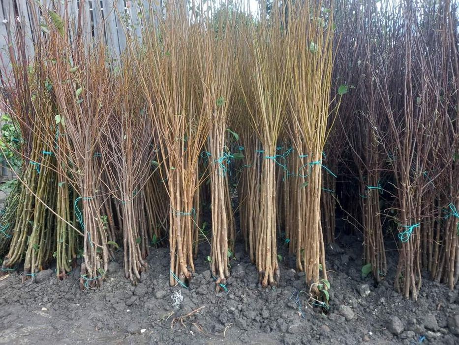 Pomi fructiferi COLUMNARI