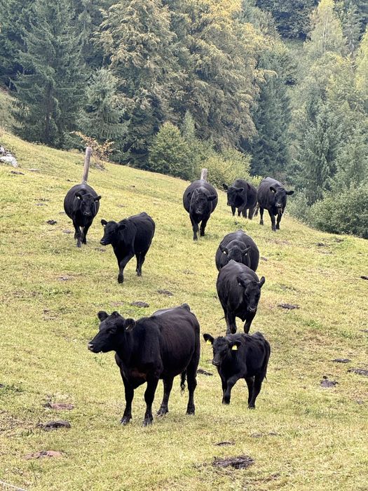 „Vând vaci Angus cu pedigree, sănătoase,rasă pură