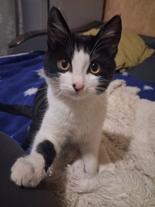 Котёнок Мальчик!