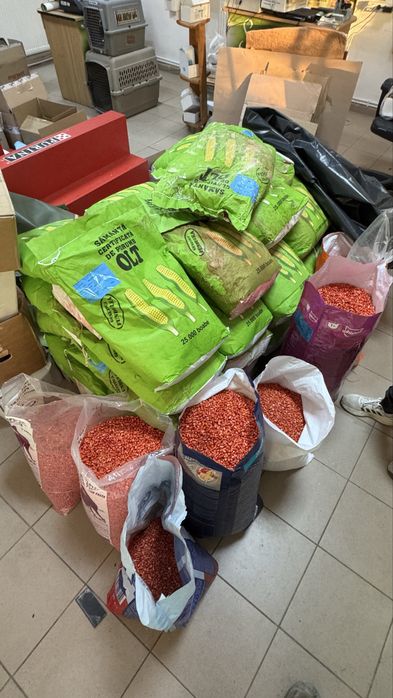 Seminte de Porumb Olt Tratat