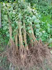 Livrare in tara. Pomi fructiferi altoi.Nuci/aluni/ciresi.lavanda