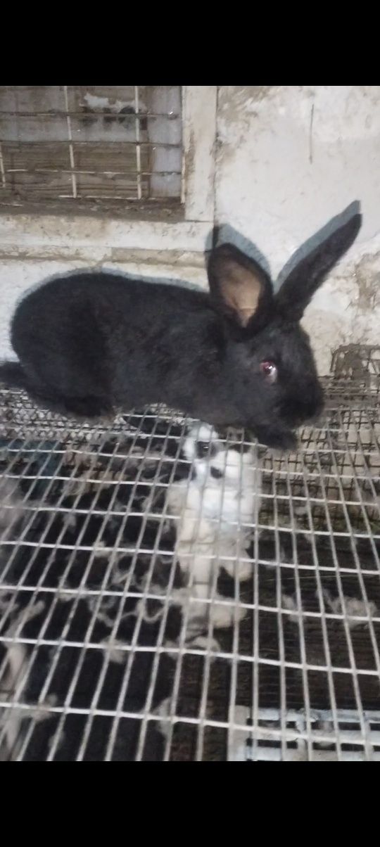 Продаются крольчата