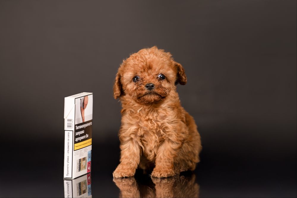 Пудел Poodle FCI pedigree