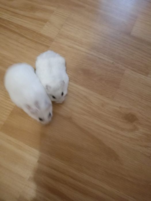 Hamsterii cu două cuști