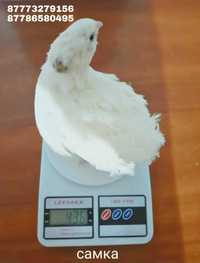Инкубационное яйцо Белого техасеца  , Манжурского перепела