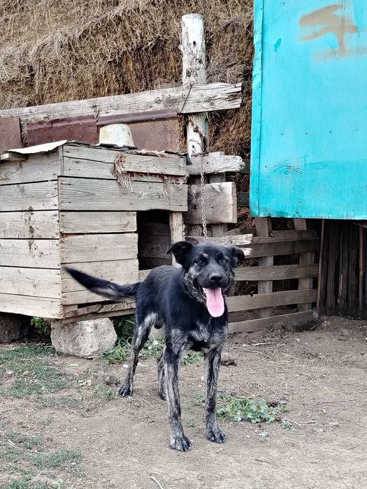 Отдам собаку в хорошие руки