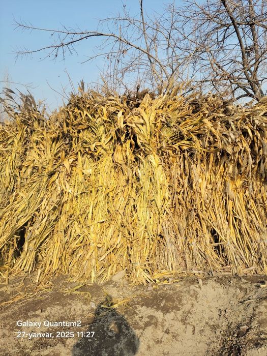 Poya bo'yi 3 metrdan pasiroq narxi 2500