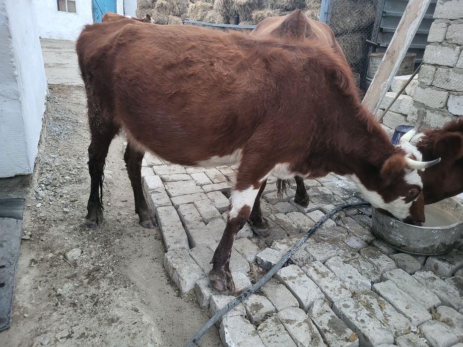 Құнажын қашар сатылады немесе жақсы өгізге ауыстырам  420000тг