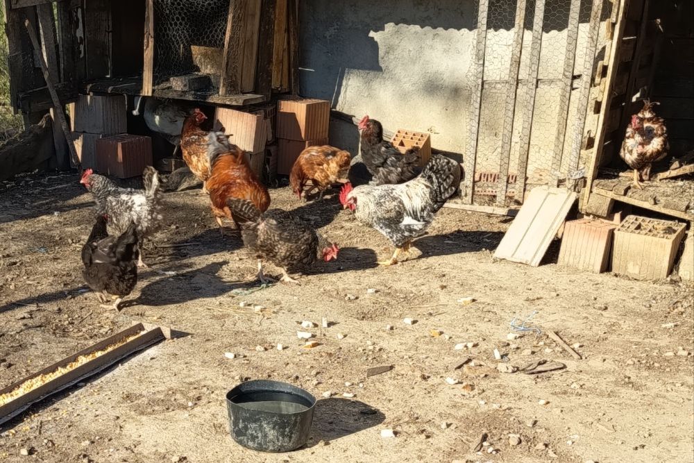 De vânzare găini rasa mixta