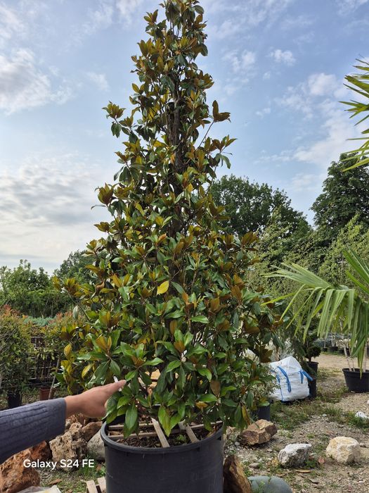 Magnolia  grandiflora