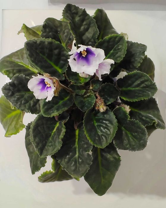 Фиалка сенполия цветущая сортовая