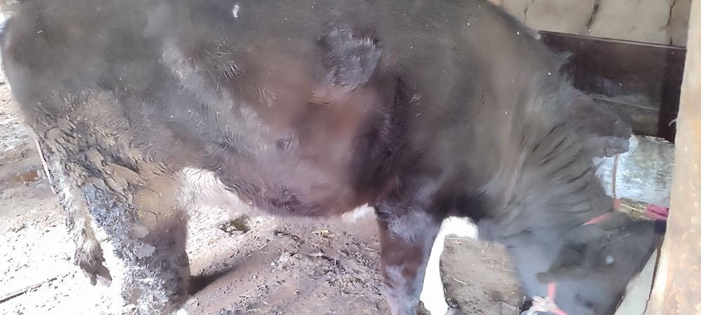 Sigirlika Gʻunojin sotiladi