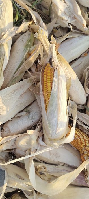 Макка сотилади нархи 2900 сум