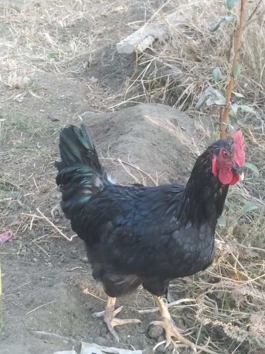 Qora xo‘rozlar sotiladi shu yilki