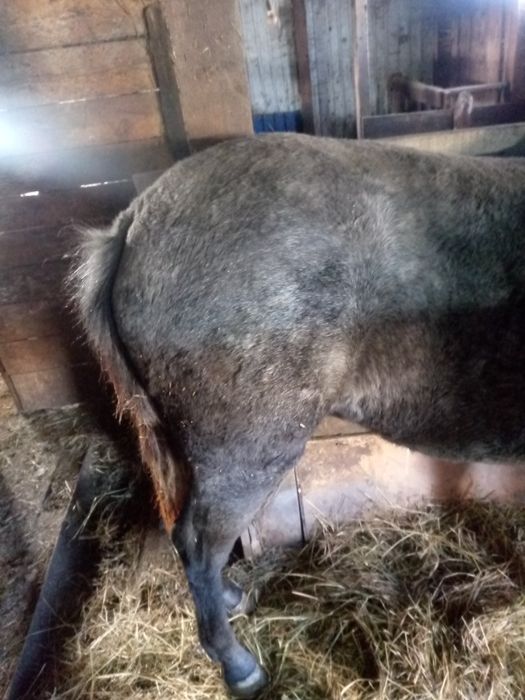 Лошадь полторашка