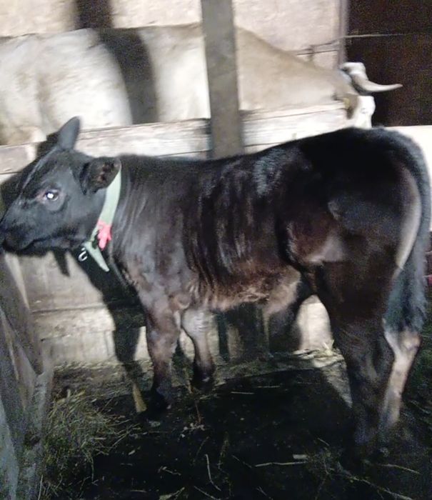 Se vinde carne vițel 3luni .