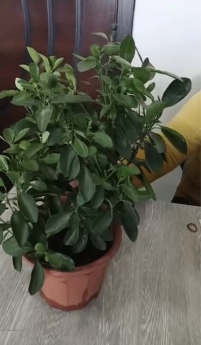 Мандарин очень полезний цитрус