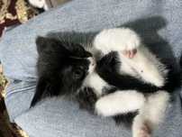 4 котят бесплатно отдам