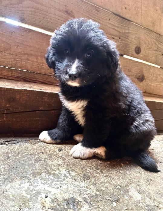 Mascul Ciobanesc Corb