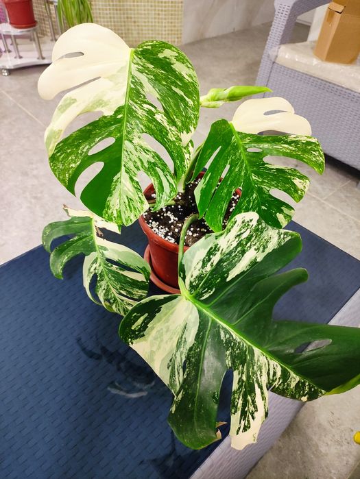 Шикарная Альба монстера